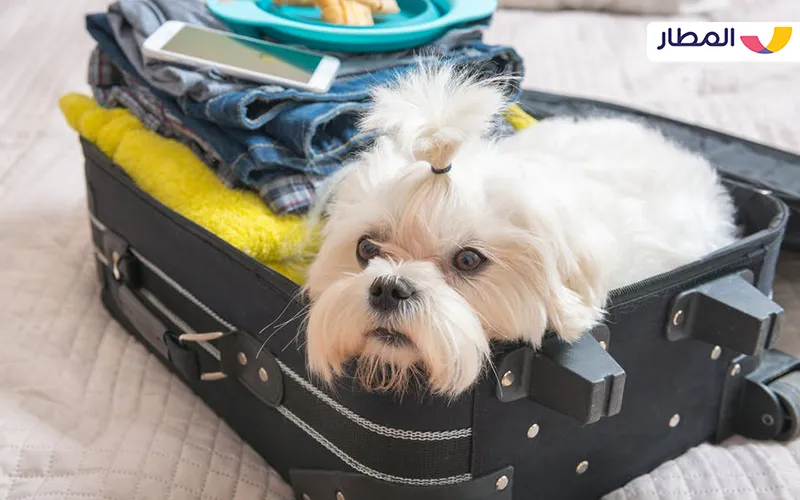 Are there any conditions for pets on airlines?