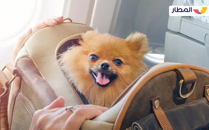 ما هي الإجراءات المناسبة لوجود الحيوان الأليف داخل الطائرة؟